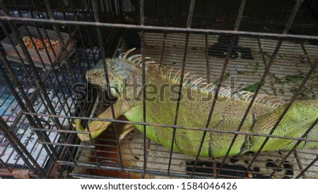 Close up of a Large Iguana in an iron cage 