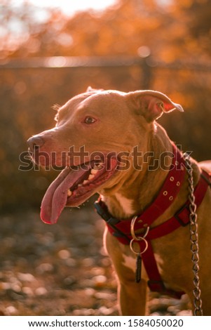 sun bathed dog pictures for your project