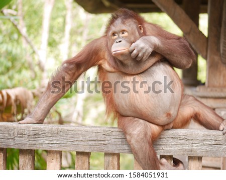 Portrait smiling Orangutans sit for the photographer take a picture.