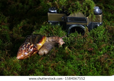 curious snail on the background of an old abandoned camera overgrown with moss