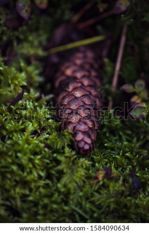 Close up of pine cone lying on green moss. Seasonal photo in the forest.