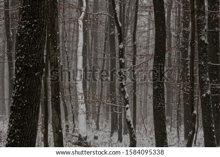 Snowy forest on a winter morning