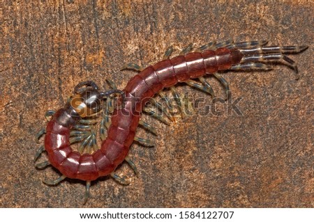 ARTHROPOD, CENTIPEDE, SCOLOPENDRA. Dorsal view of pink Scolopendra or Centipede. Photographed in Agumbe, Karnataka, INDIA.
 Royalty-Free Stock Photo #1584122707