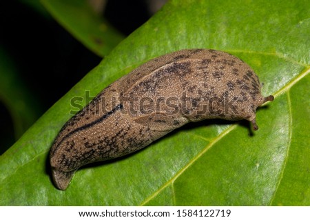 MOLLUSC, SLUG. Slug on leaf. Note stalked eyes. Photographed at night in Agumbe, Karnataka, INDIA.
