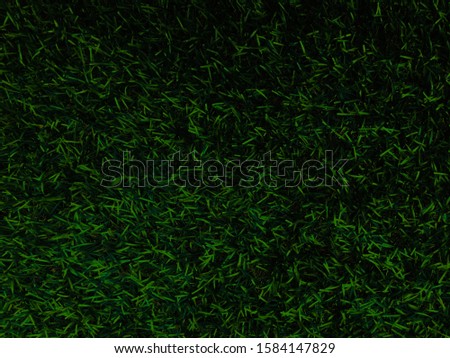 Green lawn texture background for design, closeup view