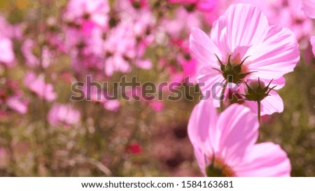 À closeup image of Cosmos flowers in the sunlìght 