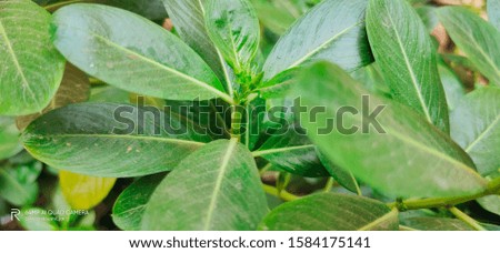 PERIWINKLE : green plant leafs in morning