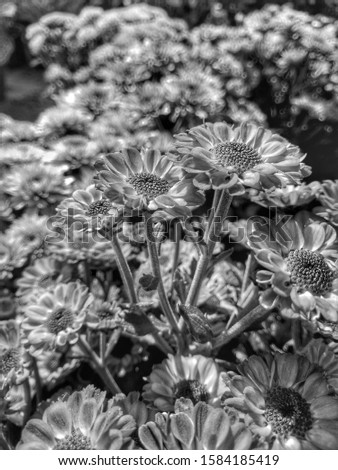the chrysanthemum flowers in the garden. the picture is monochrome.