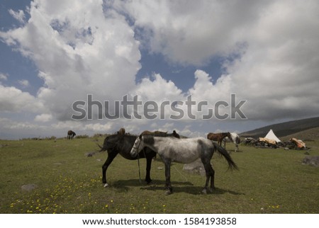 Horses on a pasture, near Ararat, Agri Turkey.