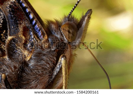 The red admiral butterfly head portrait
