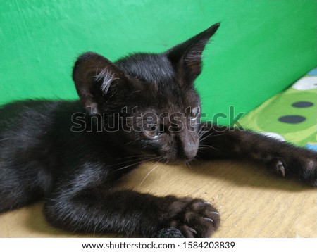 Cute black cat and loves to take pictures