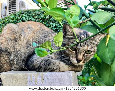 Close up a cat , kitty sitting on the cement pole in the garden ,green leaves backgrounds