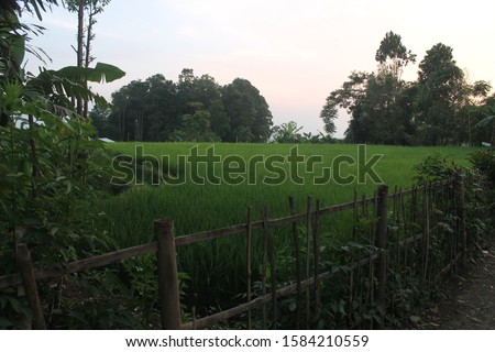 Photographic of a rice field at the foot of the mountain (ladang padi di kaki gunung). Perfect for brochure, like travel, etc.