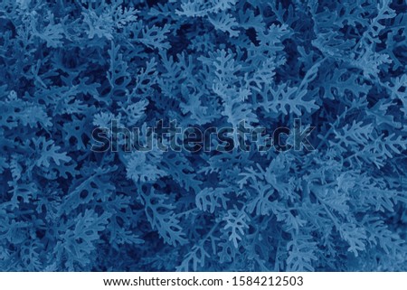 Color of the year 2020 classic blue. Beautiful natural background with decorative grass leaves in classic blue colour.  Modern luxury backdrop with copy space. Fashionable pantone color trend concept