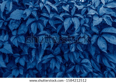 Color of the year 2020 classic blue. Beautiful natural background, lush foliage in classic blue pantone colour. Wild grape leaves in sunny day. Modern backdrop with space for text. Color trend concept