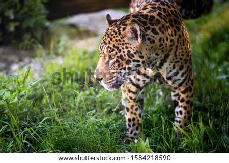 Portrait picture of American Jaguar in Bratislava Zoo, Slovakia.