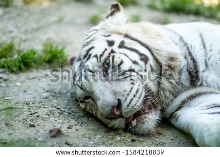 Picture of White Tiger resting. Captured in Bratislava Zoo, Slovakia
