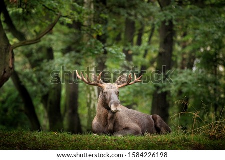 Wildlife scene from Sweden. Moose or Eurasian elk, Alces alces in the dark forest during rainy day. Beautiful animal in the nature habitat. Animal in the green vegetation. Royalty-Free Stock Photo #1584226198