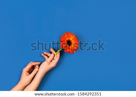 Celebration card. Picture with woman's hands and one gerbera. Place for the text. Classic blue background.