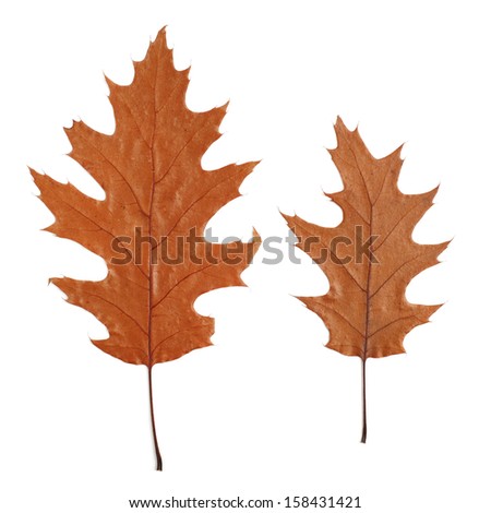 two dry oak leaves