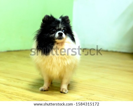 Pomeranian dog portrait in domesticated pet. They are very friendly and good excessively should choose as pets in your home to close to children