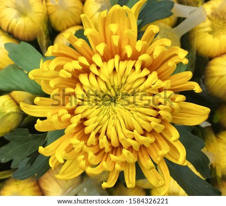 Decorative composition of yellow chrysanthemum flowers, autumn bouquet


