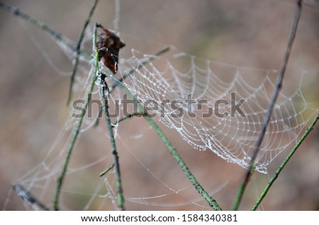 spider web with dew drops on a branch in a foggy morning forest on a blurred background. gray background with copy space