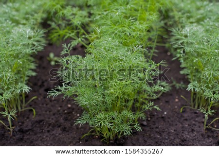 Fresh dill (Anethum graveolens) growing on the vegetable bed. Annual herb, family Apiaceae.  Growing fresh herbs. Green plants in the garden, ecological agriculture for producing healthy food  concept Royalty-Free Stock Photo #1584355267