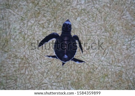 picture showing a baby turtle from the top in a sanctuary on penang, malaysia