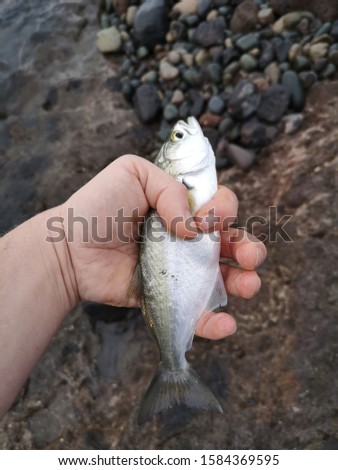 Fishing in the Canary islands