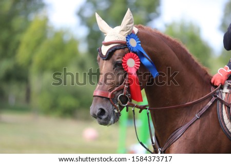 Beautiful purebred show jumper horse canter on the race course after race. Colorful ribbons rosette on head of a beautiful award winner young racehorse on equitation event