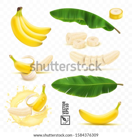 3d realistic vector set of banana fruits, bunch of bananas, peel, peeled banana, slices and halves, leaves from a banana palm, splash of banana in milk or juice Royalty-Free Stock Photo #1584376309
