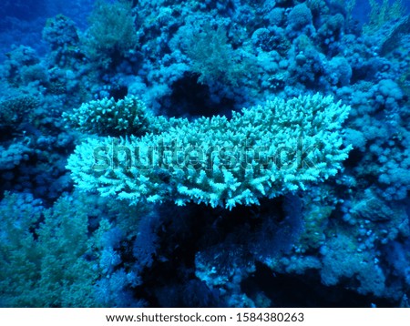 Ras Umm Sid - Egypt : Table coral in Red Sea