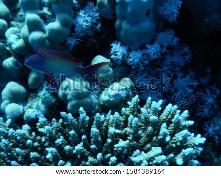 Ras Umm Sid - Egypt : Finger coral in Red Sea