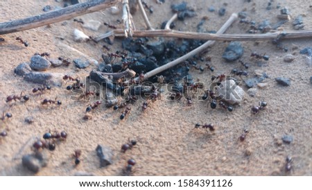 small insects. ants and ant hive.