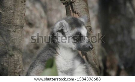 Ring-tailed Lemur Lemur catta sits under a tree and looks away