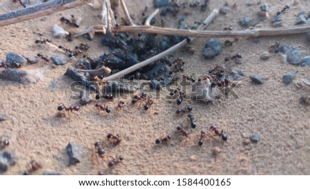 small ants and ant hive. insects.