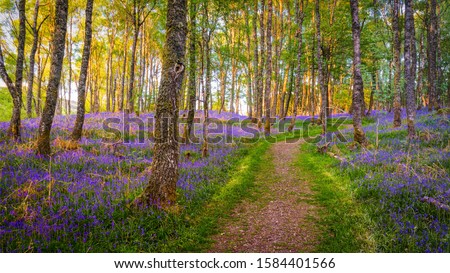Path through forest covered with bluebells Royalty-Free Stock Photo #1584401566