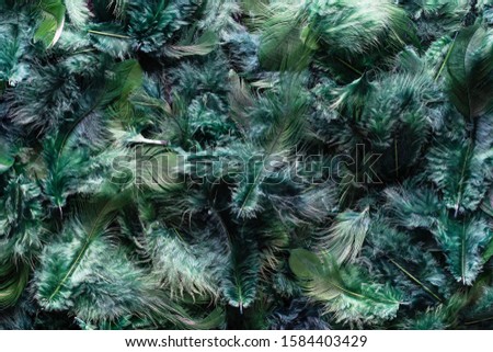 Green turquoise color craft feather texture, background. Flatlay