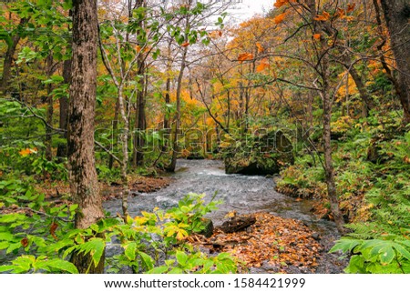 View of Oirase River flow passing rocks in the colorful foliage of autumn forest at Oirase Valley in Towada Hachimantai National Park, Aomori Prefecture, Japan.