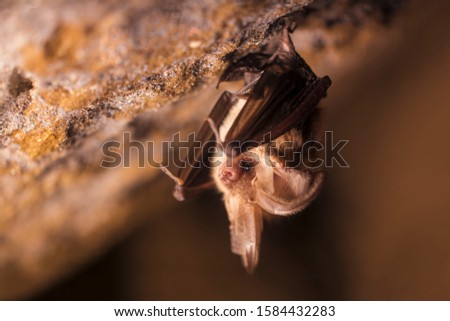 Close up picture of small Brown long-eared bat Plecotus auritus hanging upside down in dark cave resembling similar gray Plecotus austriacus. Wild animal portrait in natural habitat. Wildlife