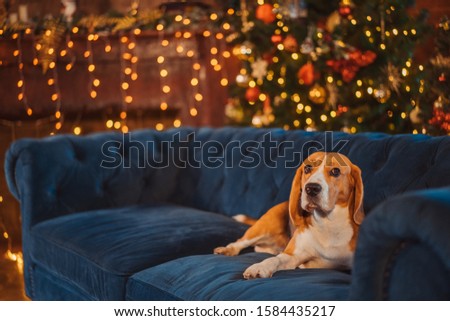 A calm smart old Beagle dog lies on a comfortable couch and stares at the camera in the living room decorated for Christmas