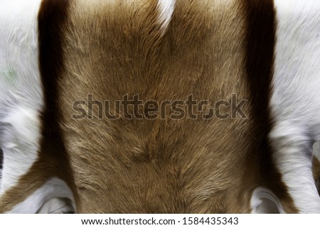 Animal skins in fur, fashion accessory and coat, textures detail