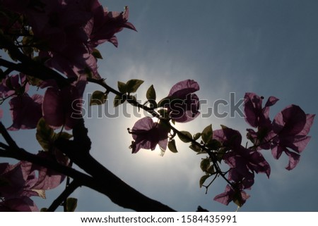 a silhouette of a bougenville flower against a background of sunlight
