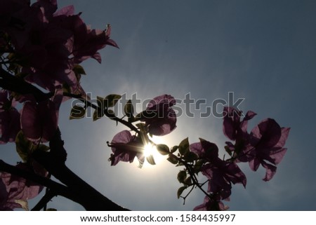 a silhouette of a bougenville flower against a background of sunlight