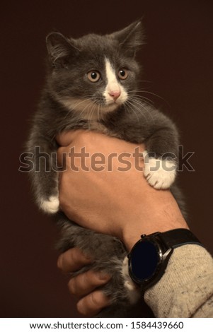 white with gray kitten in hands with a frightened muzzle
