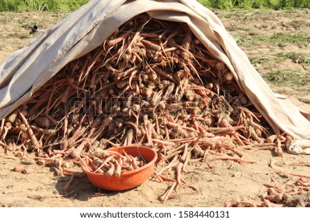 
this picture of a village farm in rajasthan is covered with tarpaulin to freshen the carrots and also safe from stray animals
