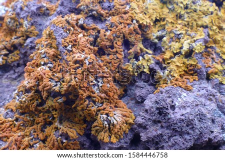 Orange lichens at Pico Ruivo mountain at an altitude of 1500 m above sea level, Madeira, Macaronesian islands, Portugal.