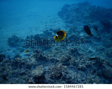 Viva Beach - Egypt : Striped butterflyfish in shallow Red Sea waters