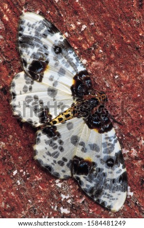 Speckled Moth. Kodagu, Karnataka, India. 